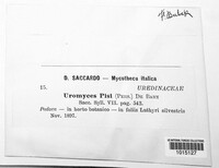 Uromyces pisi-sativi image